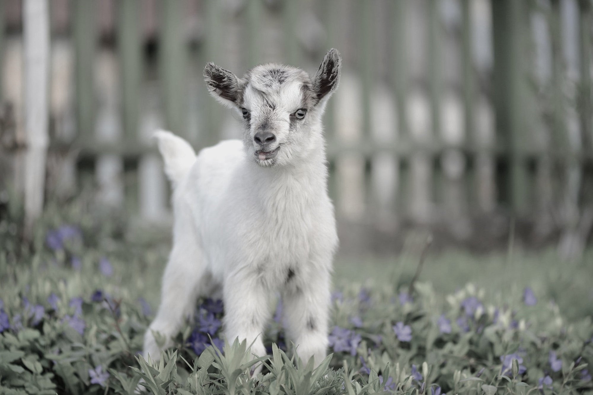 Cashmere vs Wool: What’s the Real Difference?
