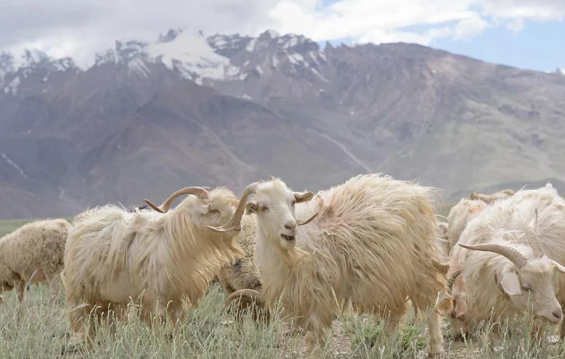 Cashmere Sustainably Sourced