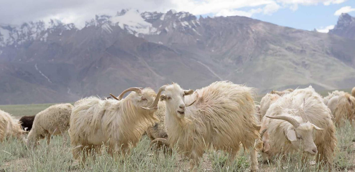 Ekotree Knitwear & Cashmere Shop – Ekotree Cashmere Knitwear